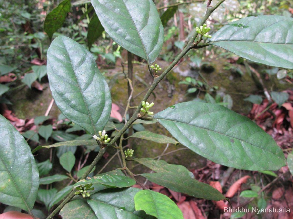 Gomphandra tetrandra (Wall.) Sleumer